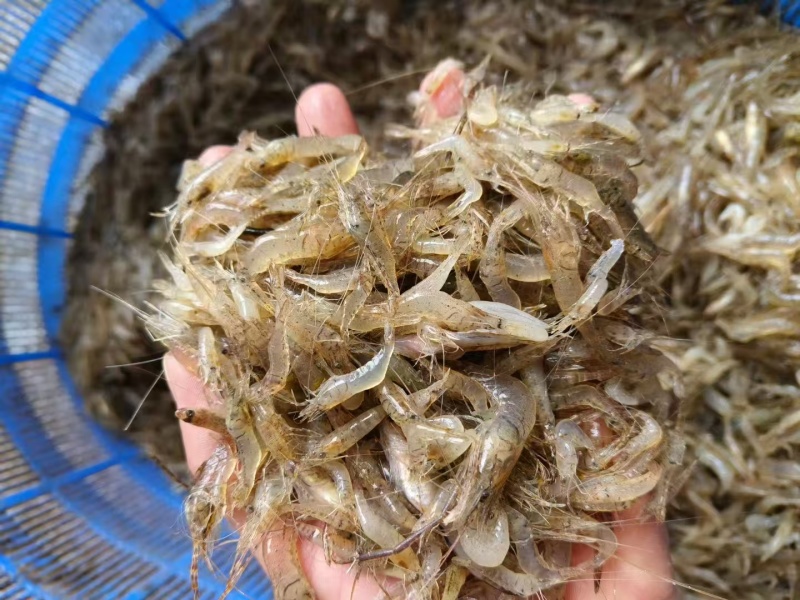 【推荐】广西淡水河虾基地直发对接全国商超社区团购
