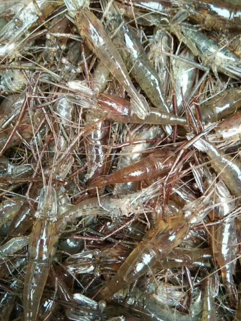 【推荐】广西淡水河虾基地直发对接全国商超社区团购