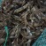 【推荐】广西淡水河虾基地直发对接全国商超社区团购