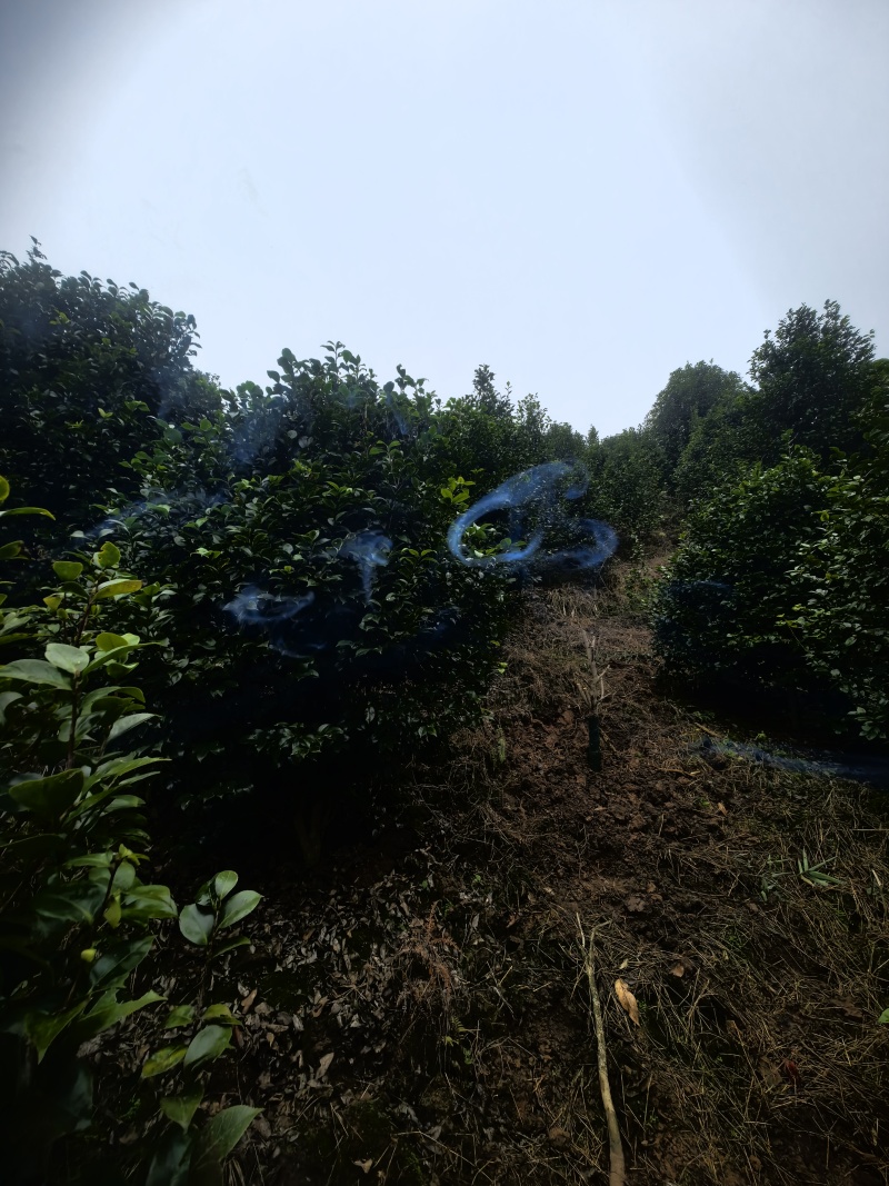 茶花球