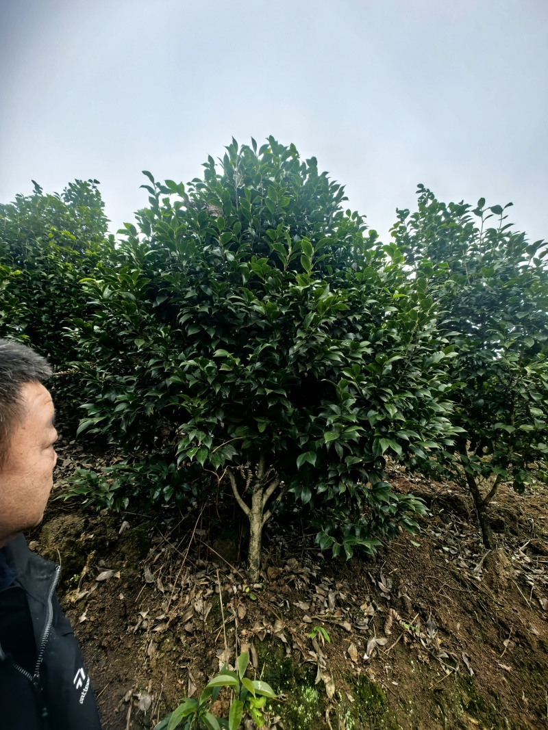 茶花球