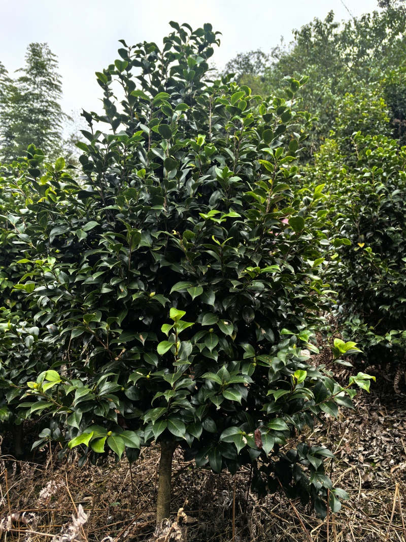 茶花球