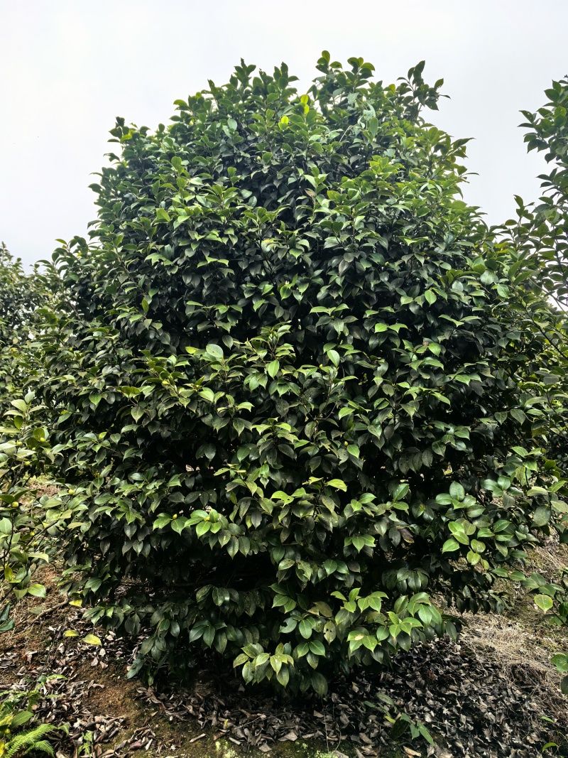 茶花球