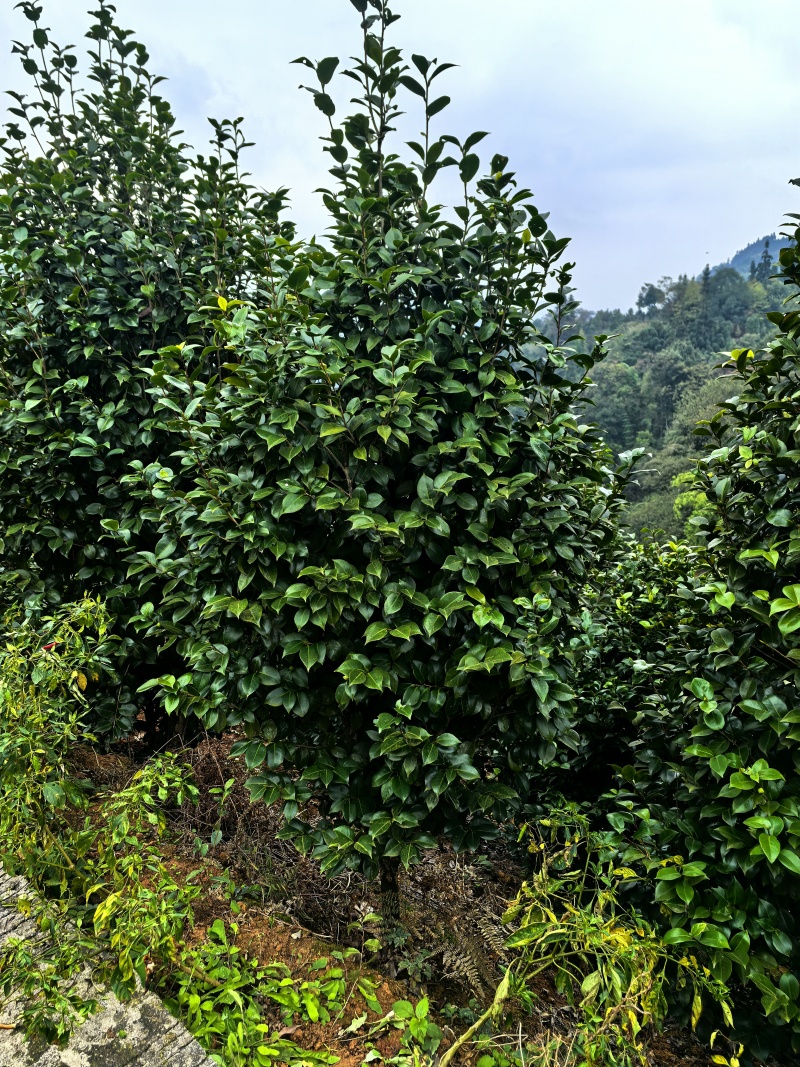 茶花球
