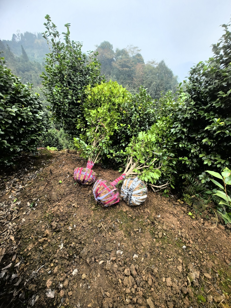 茶花球