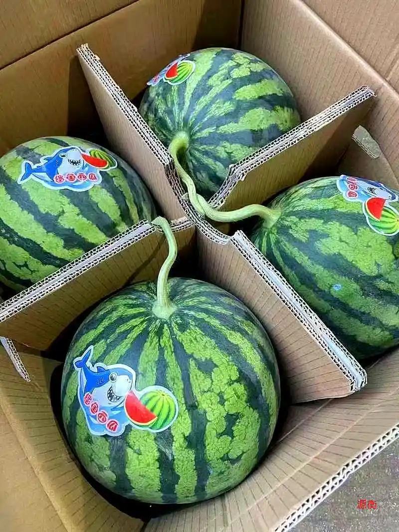 云南无籽麒麟西瓜货源充足对接市场商超欢迎视频看货