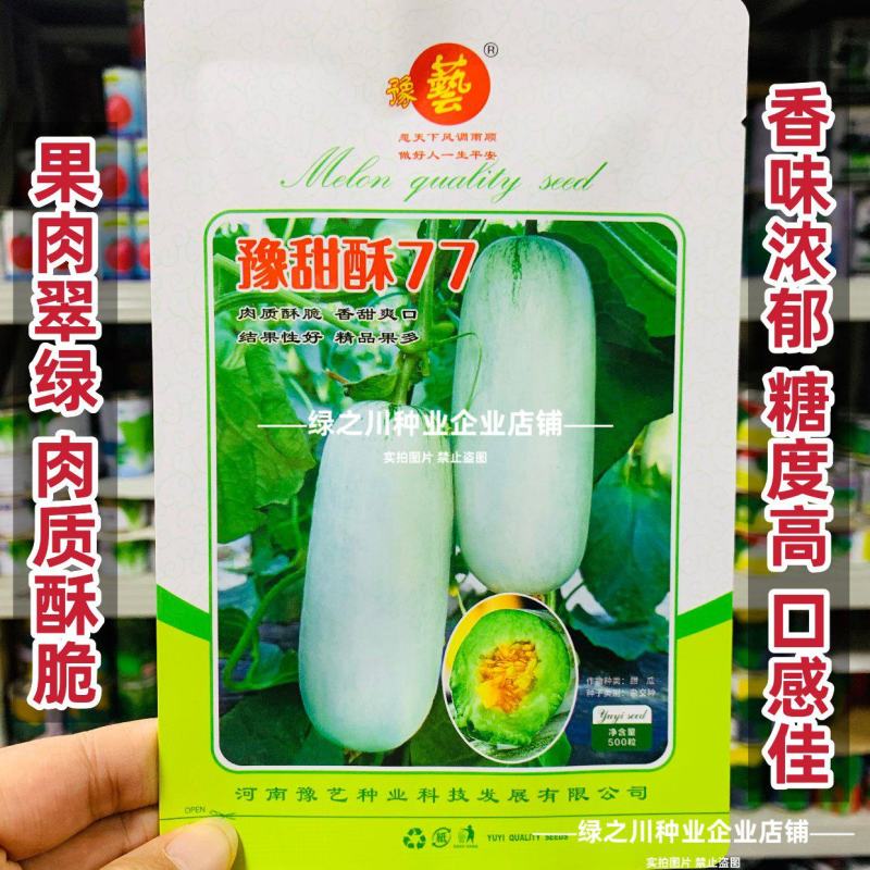 优质类薄皮甜瓜种子豫甜酥77甜瓜种子不裂果耐运超甜皮薄