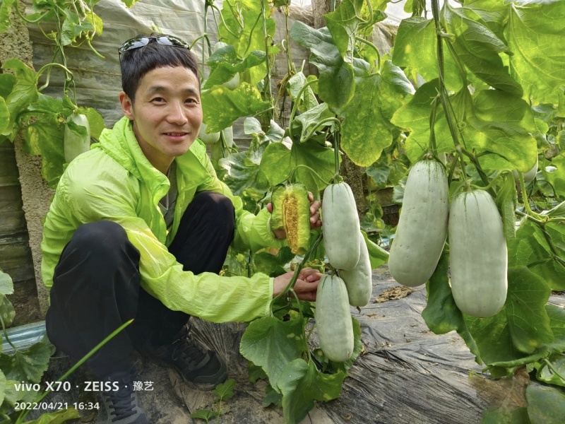 优质类薄皮甜瓜种子豫甜酥77甜瓜种子不裂果耐运超甜皮薄