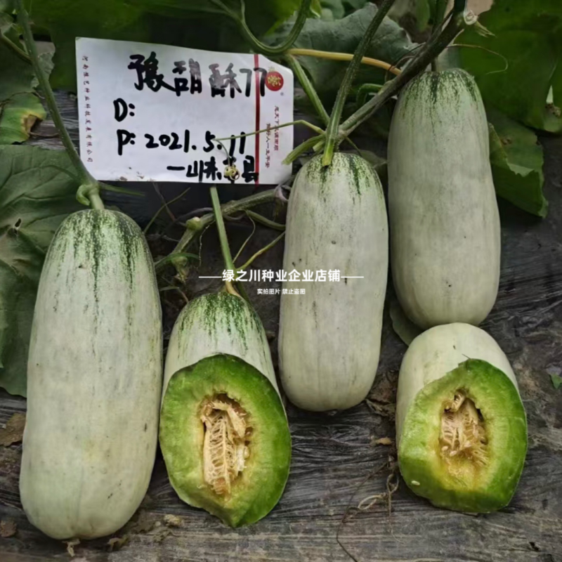 优质类薄皮甜瓜种子豫甜酥77甜瓜种子不裂果耐运超甜皮薄
