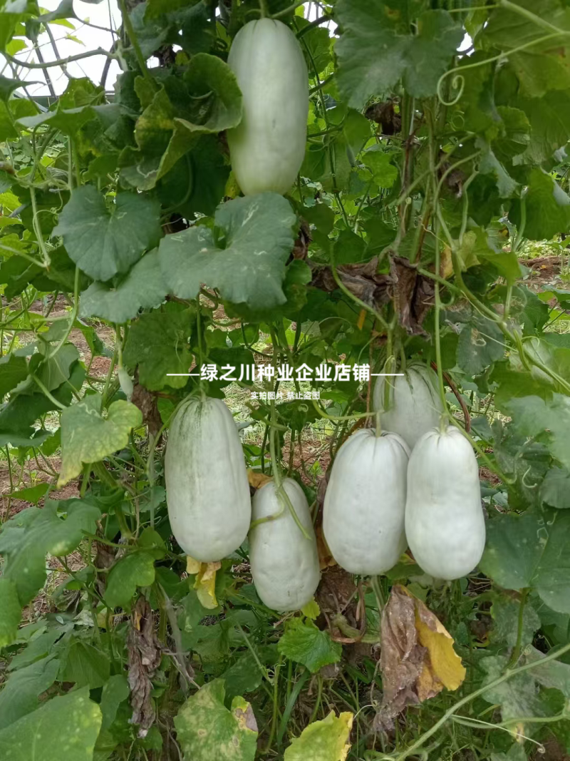 优质类薄皮甜瓜种子豫甜酥77甜瓜种子不裂果耐运超甜皮薄