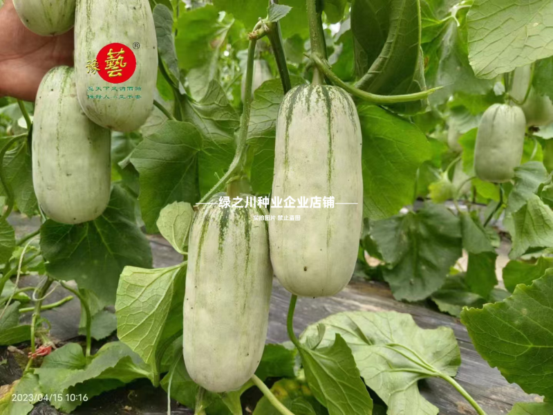 优质类薄皮甜瓜种子豫甜酥77甜瓜种子不裂果耐运超甜皮薄