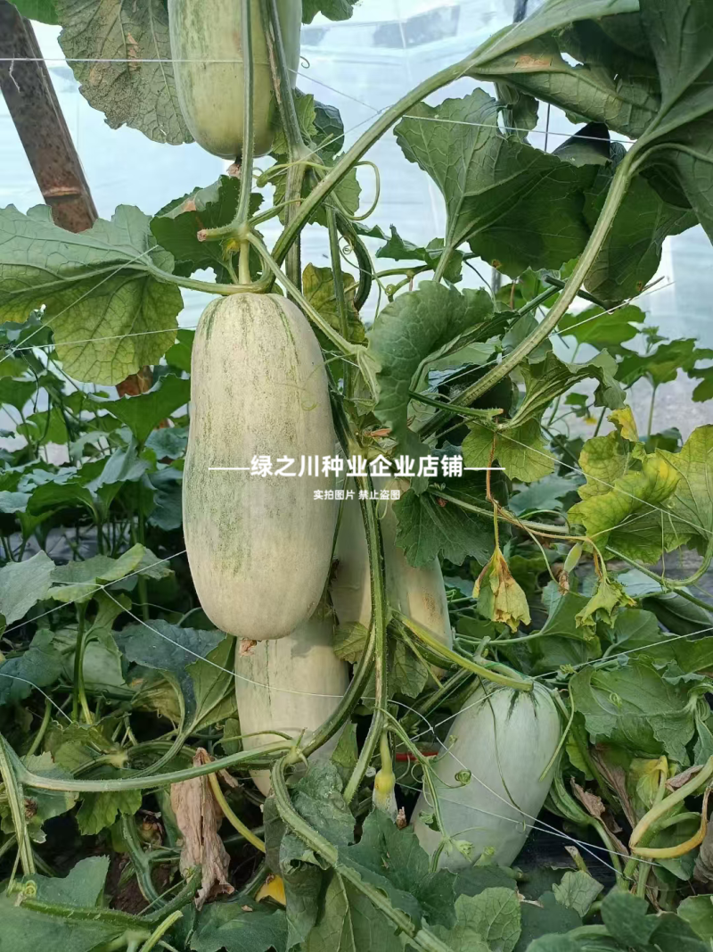 优质类薄皮甜瓜种子豫甜酥77甜瓜种子不裂果耐运超甜皮薄
