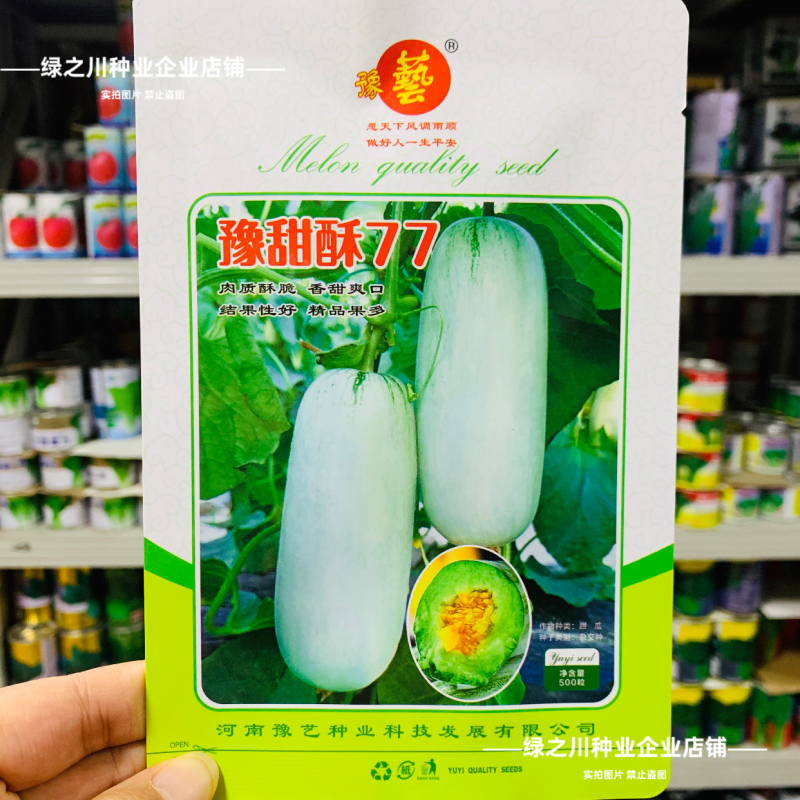 优质类薄皮甜瓜种子豫甜酥77甜瓜种子不裂果耐运超甜皮薄