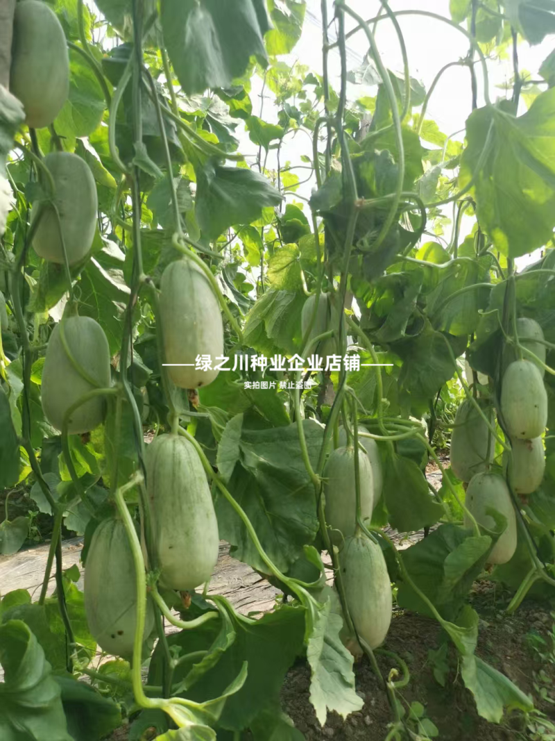 优质类薄皮甜瓜种子豫甜酥77甜瓜种子不裂果耐运超甜皮薄