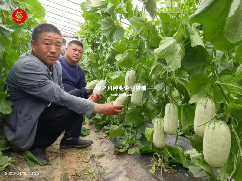 优质类薄皮甜瓜种子豫甜酥77甜瓜种子不裂果耐运超甜皮薄