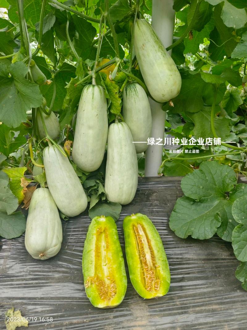 优质类薄皮甜瓜种子豫甜酥77甜瓜种子不裂果耐运超甜皮薄