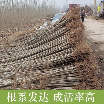 山东泗水杨柳镇107杨树苗上市中，价格从优