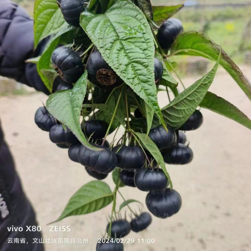 【牛商推荐】云南红参果百亩基地一手货源可视频欢迎下单