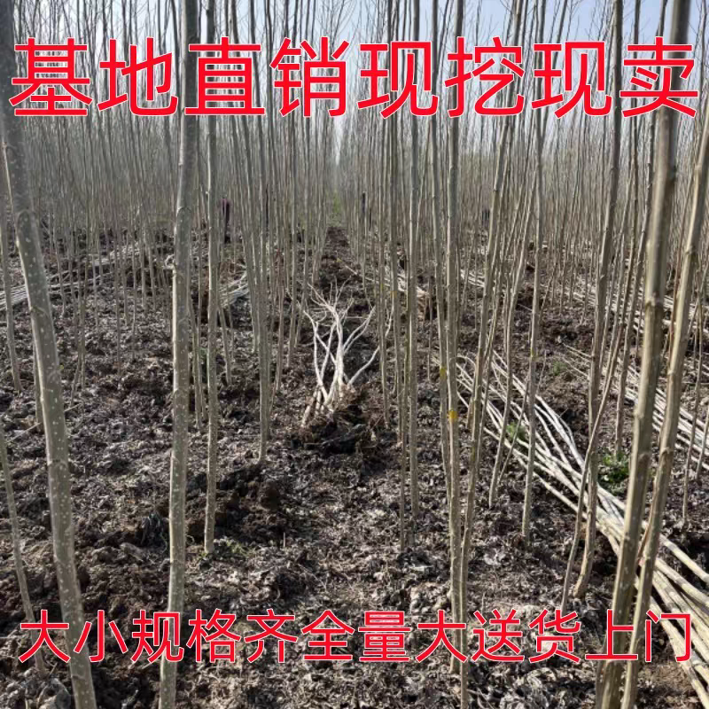 山东泗水杨柳镇勃丰一号二年根二年杆正在销售中，货源充足，