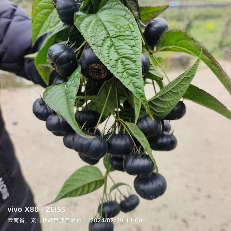 【牛商推荐】云南红参果百亩基地一手货源可视频欢迎下单