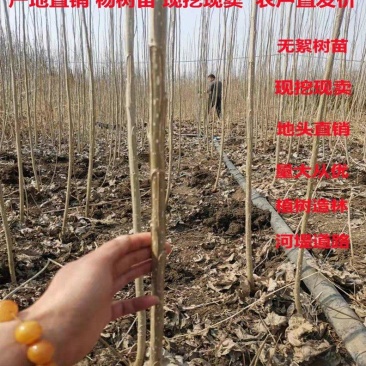 山东泗水杨柳镇勃丰一号二年根二年杆正在销售中，货源充足，