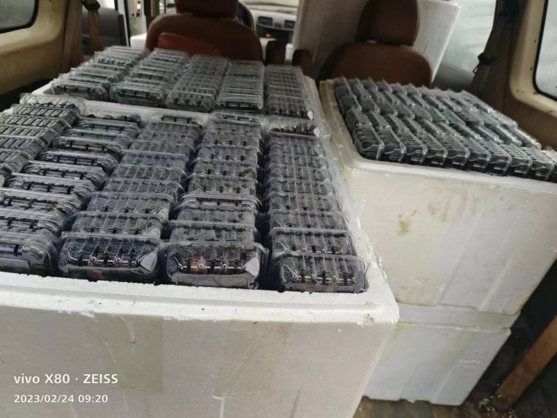 【牛商推荐】云南红参果百亩基地一手货源可视频欢迎下单