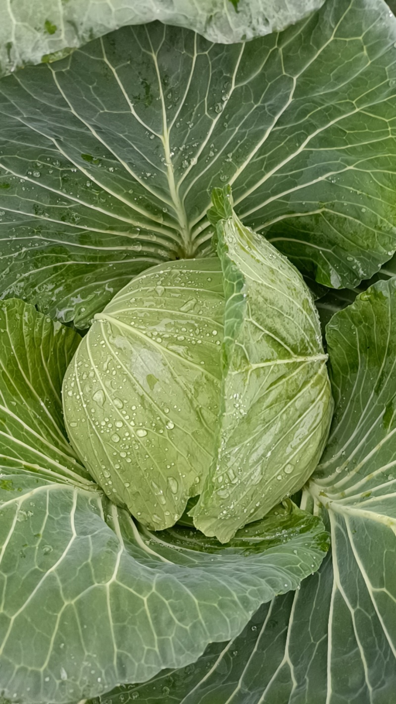 精品连花白