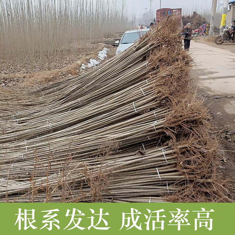 桃树苗山东基地直供一手货源品质保证欢迎采购！