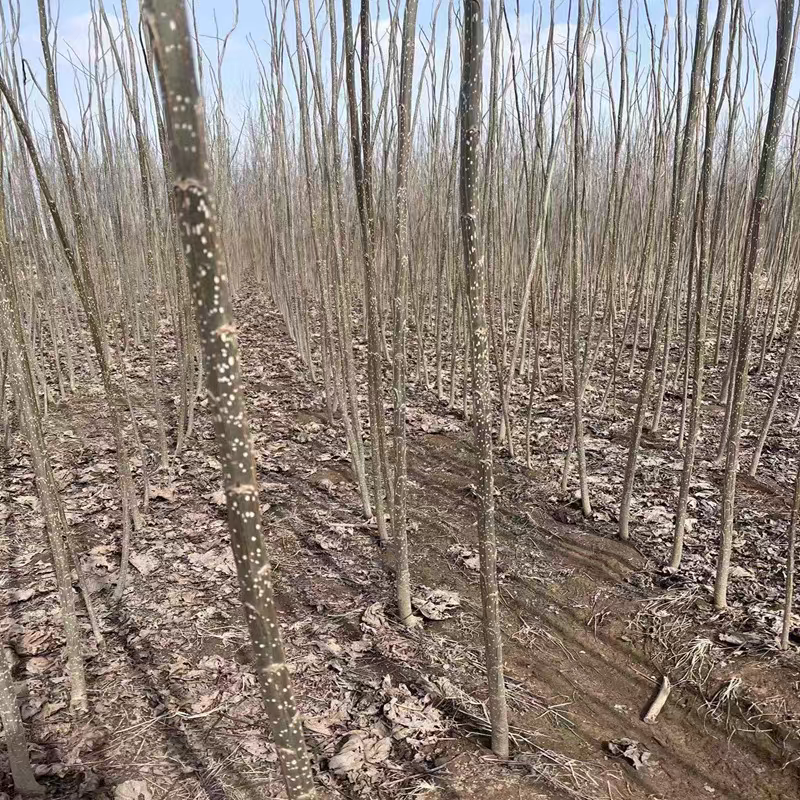 桃树苗山东基地直供一手货源品质保证欢迎采购！