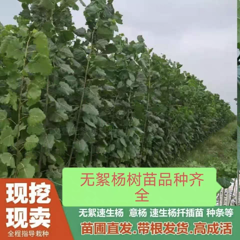 泗水县杨柳镇郭家庄村白皮，无棉107种苗销售中，2个左右