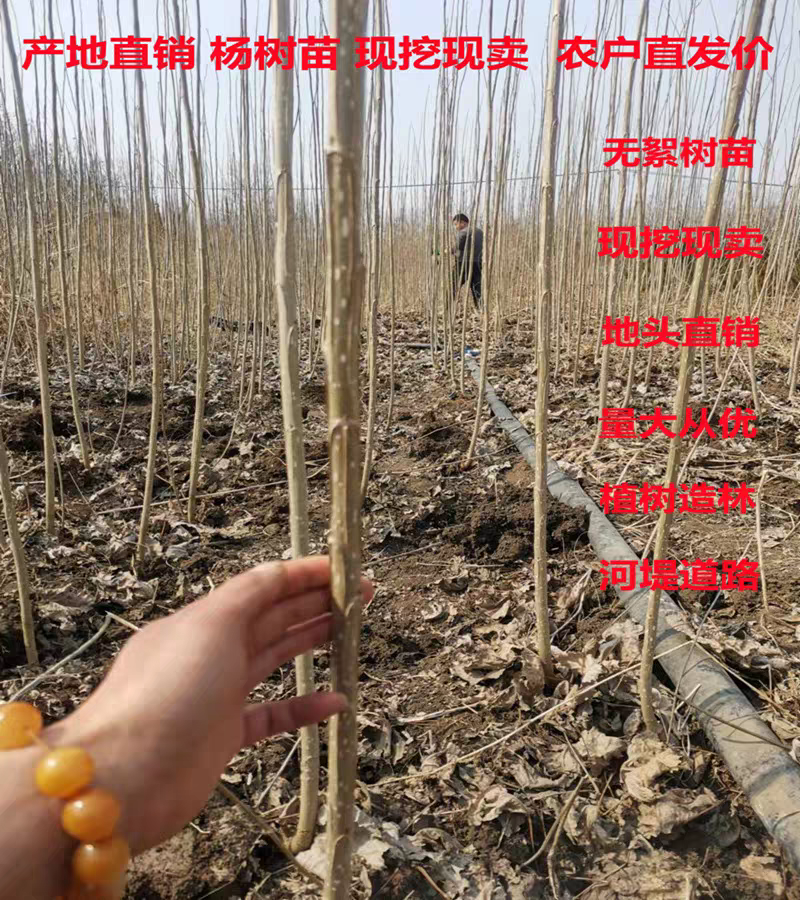泗水县杨柳镇郭家庄村白皮，无棉107种苗销售中，2个左右