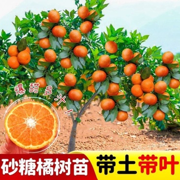 广西沙糖桔嫁接苗早熟金秋沙糖桔量大从优，品质保证，
