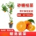 广西沙糖桔嫁接苗早熟金秋沙糖桔量大从优，品质保证，