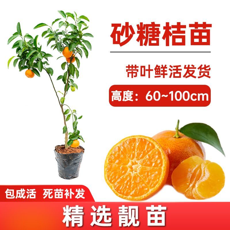 广西沙糖桔嫁接苗早熟金秋沙糖桔量大从优，品质保证，