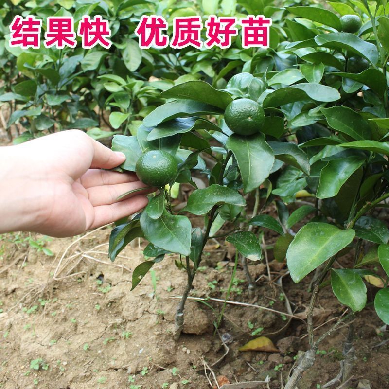 广西沙糖桔嫁接苗早熟金秋沙糖桔量大从优，品质保证，