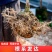 广西沙糖桔嫁接苗早熟金秋沙糖桔量大从优，品质保证，