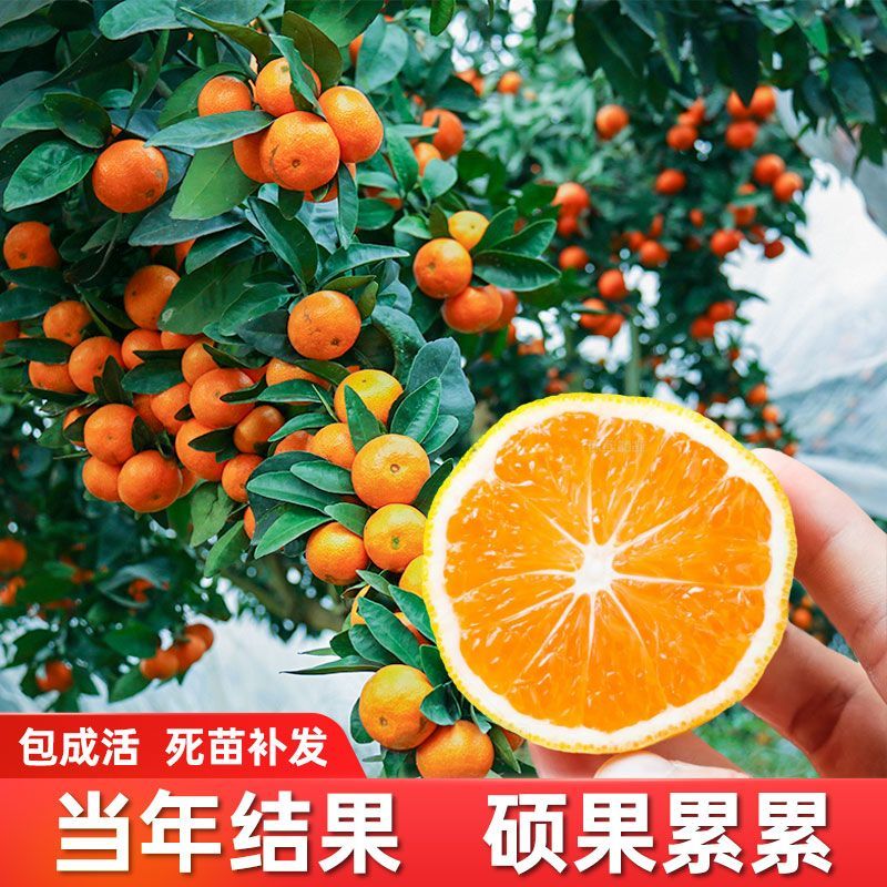 广西沙糖桔嫁接苗早熟金秋沙糖桔量大从优，品质保证，