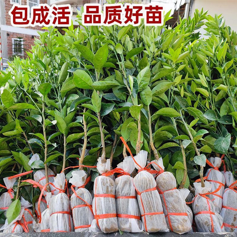 广西沙糖桔嫁接苗早熟金秋沙糖桔量大从优，品质保证，