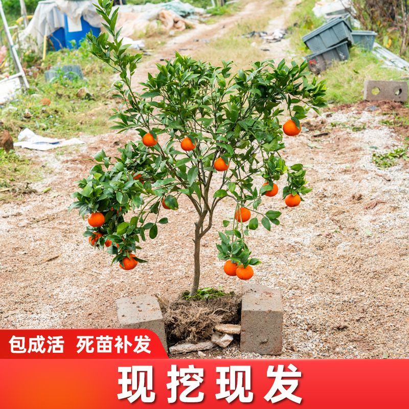 广西沙糖桔嫁接苗早熟金秋沙糖桔量大从优，品质保证，