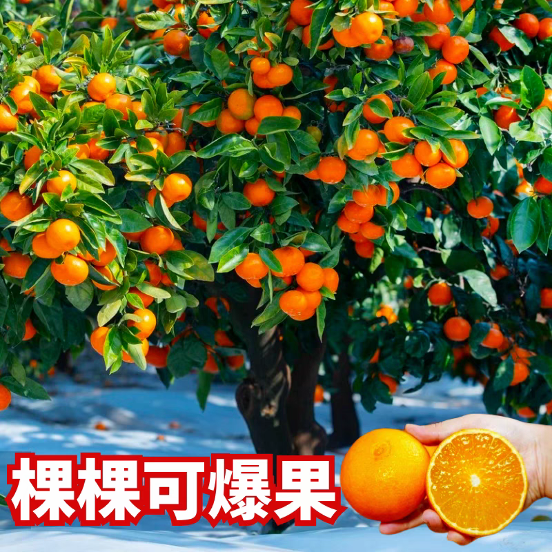 广西沙糖桔嫁接苗早熟金秋沙糖桔量大从优，品质保证，