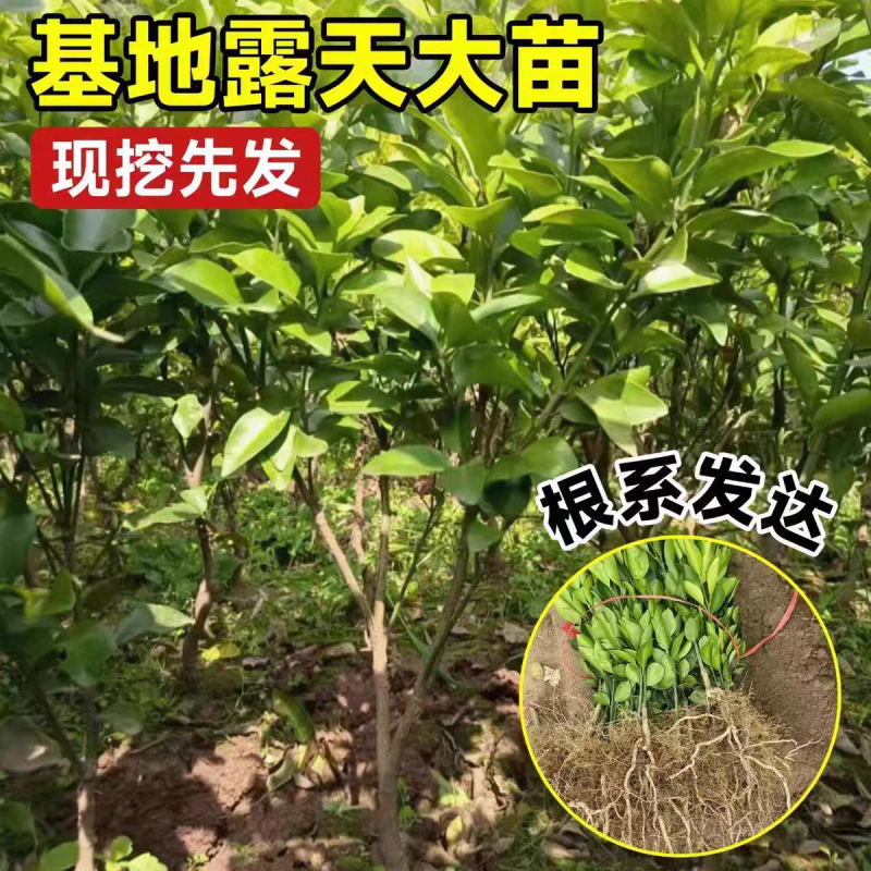 广西沙糖桔嫁接苗早熟金秋沙糖桔量大从优，品质保证，