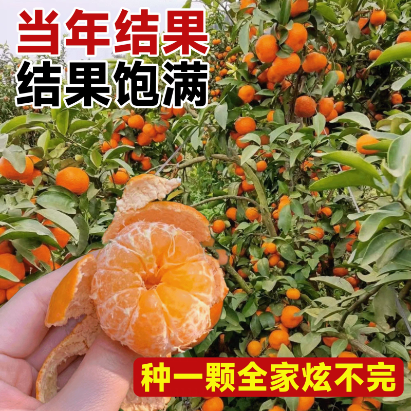 广西沙糖桔嫁接苗早熟金秋沙糖桔量大从优，品质保证，