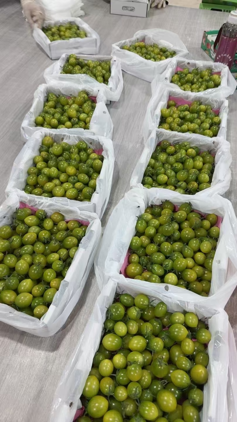 广东电白青甜2号圣女果，品质保证，可视频看货，诚信经营