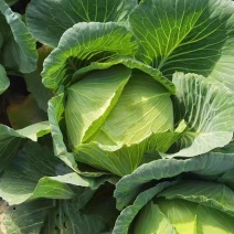 京丰包菜，扁包菜，平包菜，场地一手货源，量大从优，欢迎定