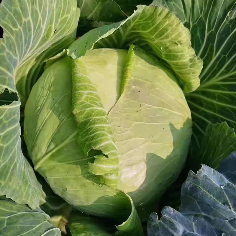 京丰包菜，扁包菜，平包菜，场地一手货源，量大从优，欢迎定