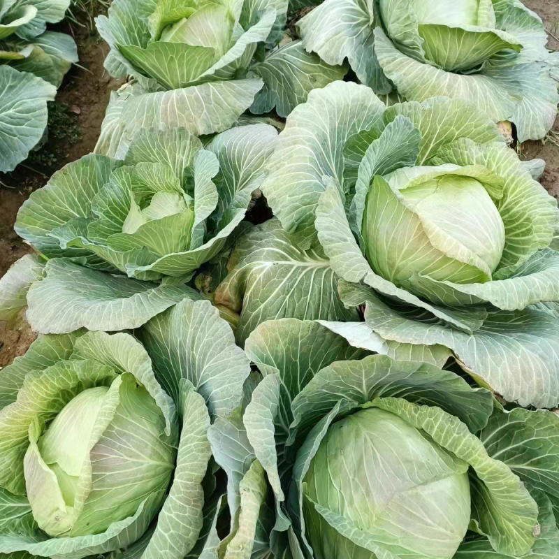 京丰包菜，扁包菜，平包菜，场地一手货源，量大从优，欢迎定