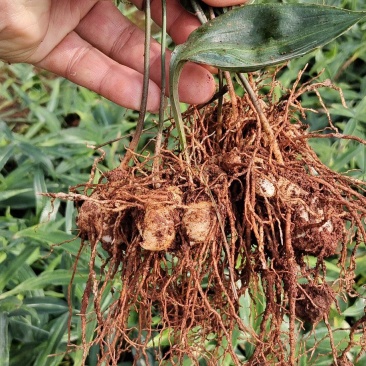 云南昆明滇黄精种苗基地，品质保证，基地直供