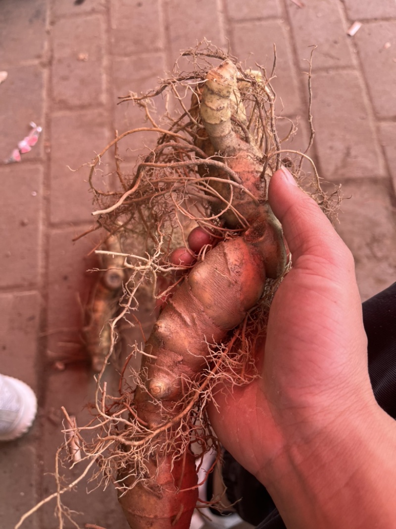 特大黄精