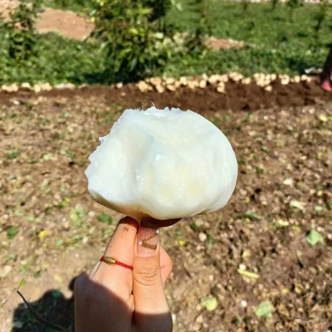 大凉山土瓜