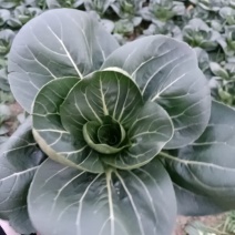 精品黑叶矮脚青